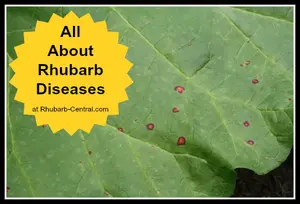 All about Rhubarb Diseases