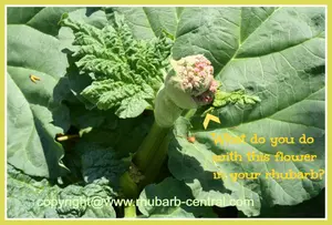What Do You Do with the Rhubarb Flower