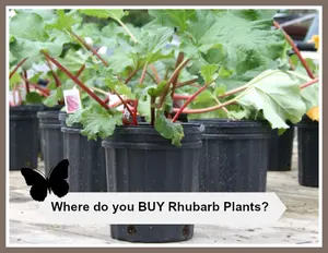 Where do you buy rhubarb plants