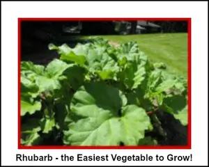 Easiest Vegetable to Grow