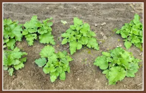 Growing Rhubarb From Seed Ed