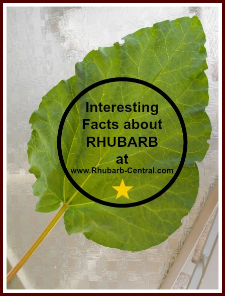 All about Rhubarb - Rhubarb Facts, Rheum rhabarbarum