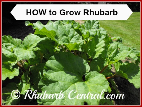 Rhubarb Plants Growing in Home Veggie Garden Image