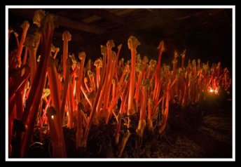 Forced Rhubarb Indoors