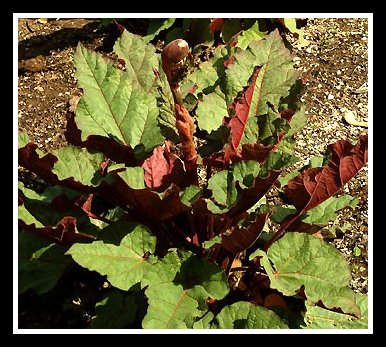 The 'Ace of Hearts' Plant  Rhubarb Plants for Landscaping