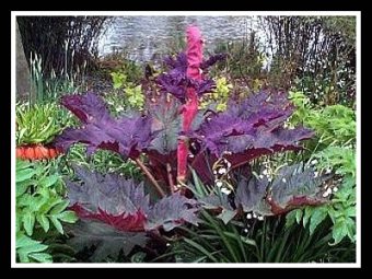 Ornamental Rhubarb Red for Landscaping Rheum Palmatum 'Tanguticum' 'Rote Aulese'