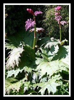 Ornamental Rhubarb Plant For Gardens Rheum Palmatum 'Tanguticum'