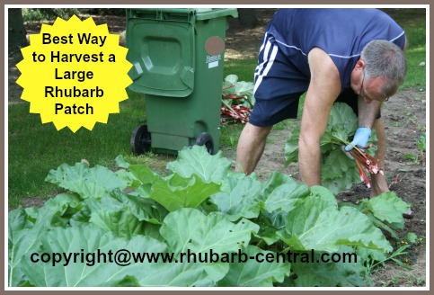 Picture of Harvesting /Picking Rhubarb at Rhubarb Central