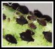 Rhubarb Pests - Aphids