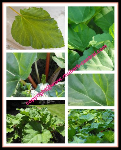 Collage Image of Rhubarb Leaves