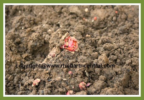 Transplanting Rhubarb - Planting the newly divided crown/roots/rhizomes