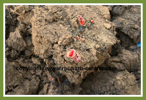 Dividing the Rhubarb Rhizome