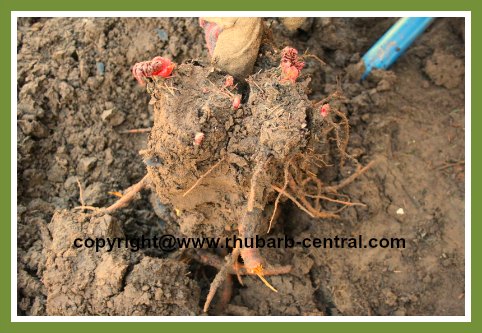 Dividing Rhubarb Rhizomes in Spring or Fall
