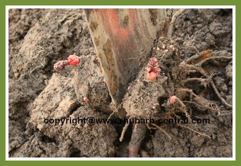 Pictures showing How to Divide and Transplant Rhubarb Crowns, Roots, Rhizomes