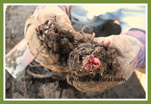 How to Divide Rhubarb Plants or Crowns Roots Rizomes for Thinning or Propagating Rhubarb