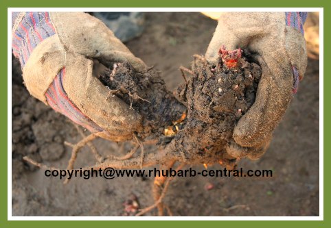 Breaking apart Rhubarb Crowns Roots Rhizomes