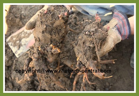 Dividing Rhubarb Rhizomes Roots Crowns to Thin or Transplant Rhubarb