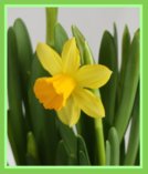 Spring Daffodil - Rhubarb Recipes for Spring/Easter