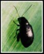 Rhubarb Pests - Beetle