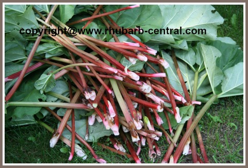 LOTS of Harvested Rhubarb