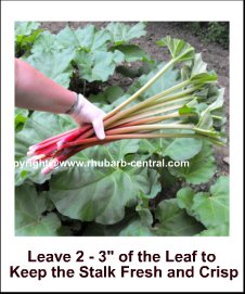 Image showing how to Pick Rhubarb