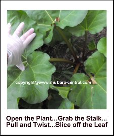How to Harvest Rhubarb Image