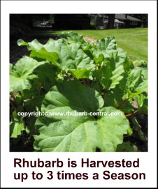 Rhubarb Picture harvesting rhubarb