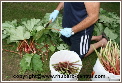 Cutting the Leaves Off the Rhubarb Stalks