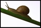 Picture of a Snail Slug