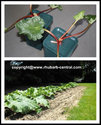 How to Plant Rhubarb plants, crowns, roots in the garden.