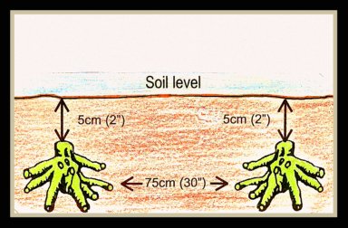 How to Plant Rhubarb Planting Instructions