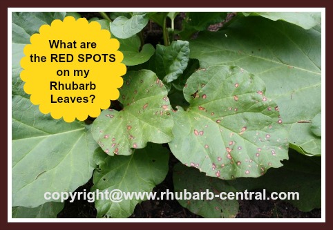 Red Spots on Rhubarb Leaves /Foliage