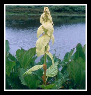 Rhubarb for Ornamental Purpose