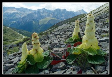 Rheum Alexandrae Ornamental Rhubarb