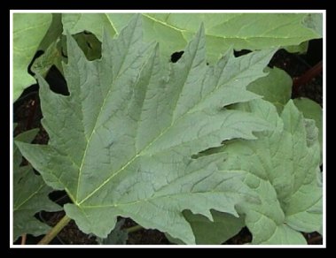 Leaves of the Rheum Palmatum 'Tanguticum' Plant