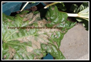 Rhubarb Leaf Disease Fungus