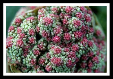 Rhubarb Flowers or Seedpods- What to do with Rhubarb Flowers