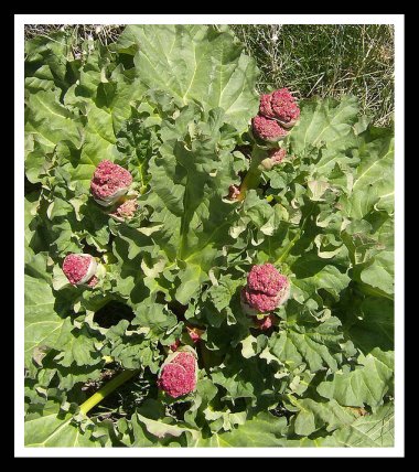 Rhubarb flower on sale