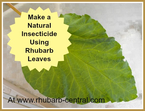 Rhubarb Leaf - Rhubarb Leaves Used for Natural Insecticide