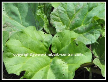 Rhubarb Pest Problems Holes in Leaves
