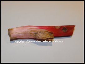 Holes in Rhubarb Stalks Pest Damage