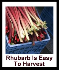 Picked /Harvested Rhubarb
#freshrhubarb
#loverhubarb