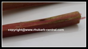 Picture Damaged Rhubarb Stalks