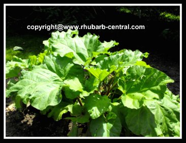 Transplanting Rhubarb - How to Transplant, Divide, Propagate Rhubarb