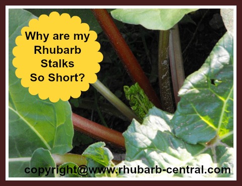 Short Rhubarb Stalks