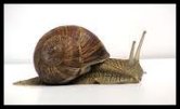 Slug / Snail Image