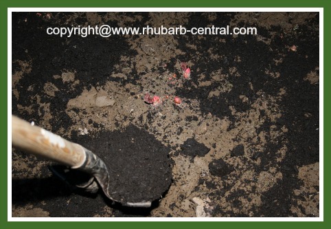 Adding Manure to Rhubarb Garden in Spring