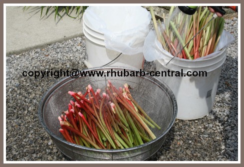 Washing the Rhubarb Harvest