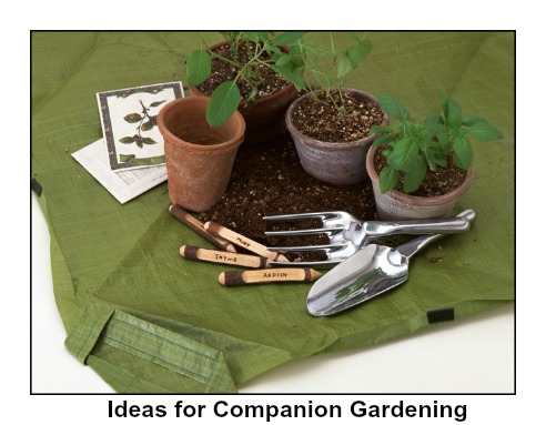 Companion Gardening Ideas MO