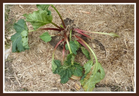 Rhubarb Problem Rhubarb Crown Rot